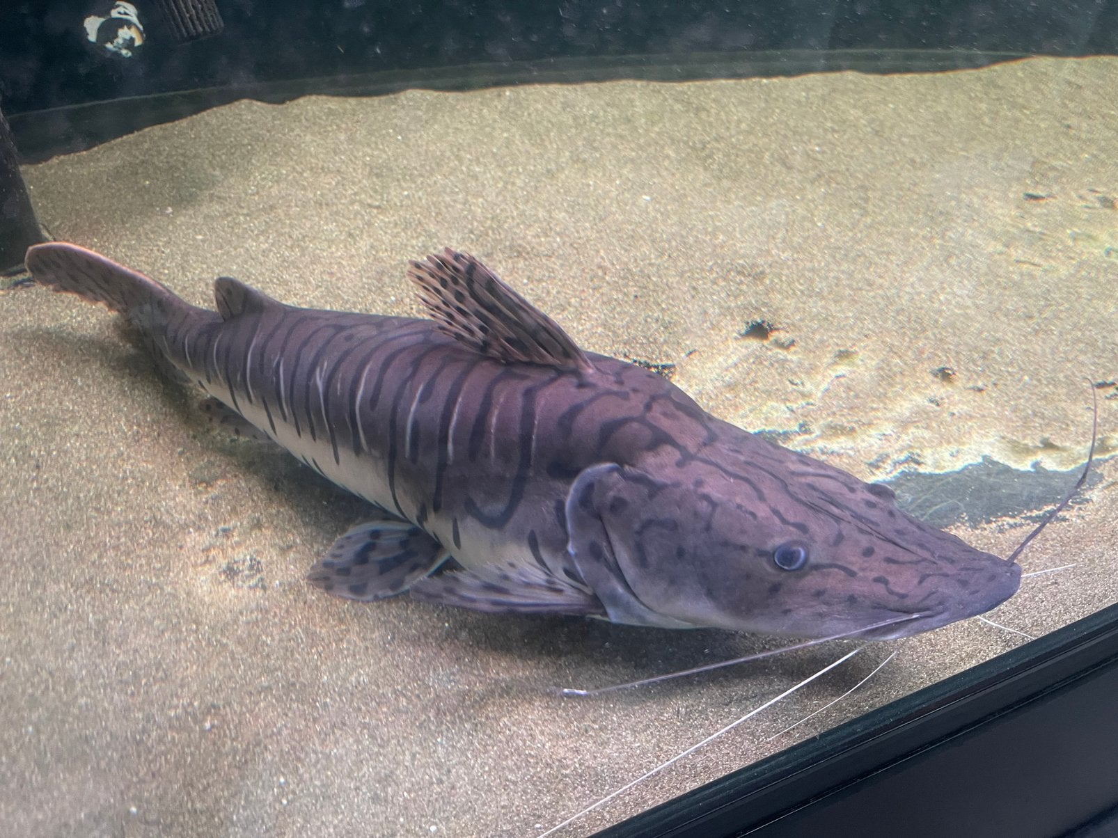 Mooie grote tijgerspatelbekmeerval 50 cm groot, Dieren en Toebehoren, Vissen | Aquariumvissen, Vis