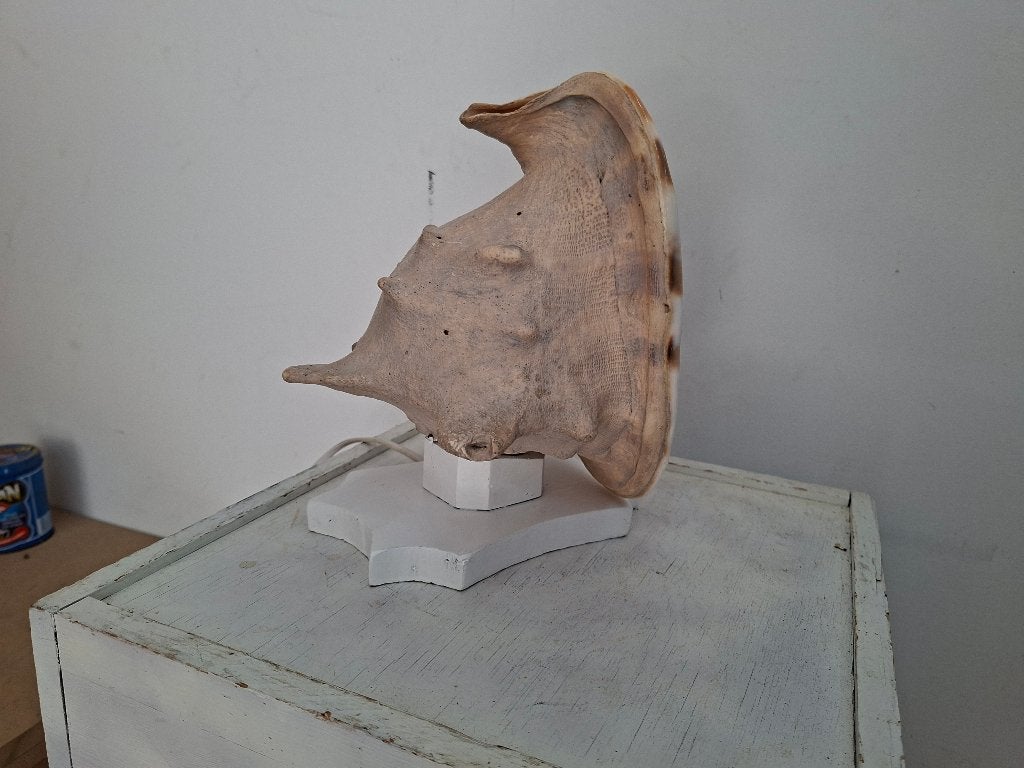 grote lamp op voet Cassis Cornuta schelp, Ophalen of Verzenden, Zo goed als nieuw, E27 (groot), Led-lamp
