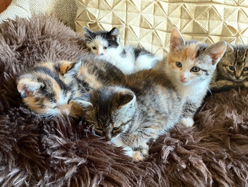 Kittens ontwormt en gesocialiseerd, Poes, Kortharig