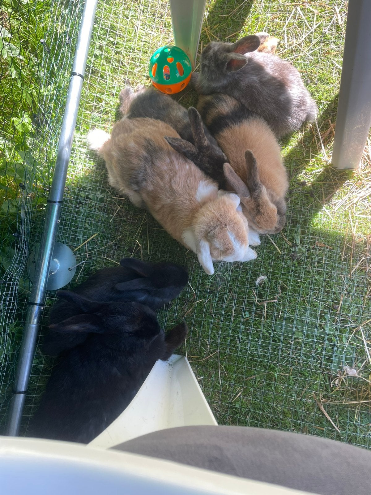 konijntjes mogen weg bij mama!, Meerdere dieren, Middelgroot, 0 tot 2 jaar