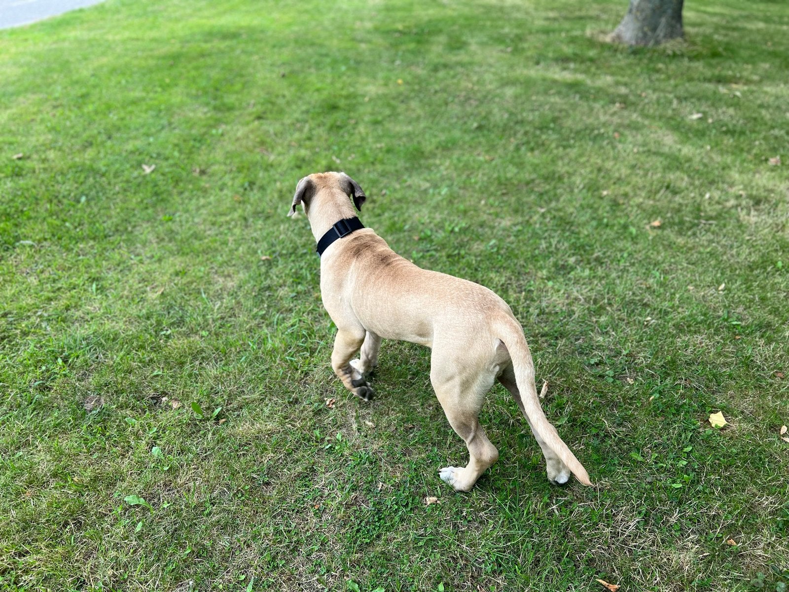 Lieve boerboel reu te koop, Parvo, 15 weken tot 1 jaar, Reu, Groot