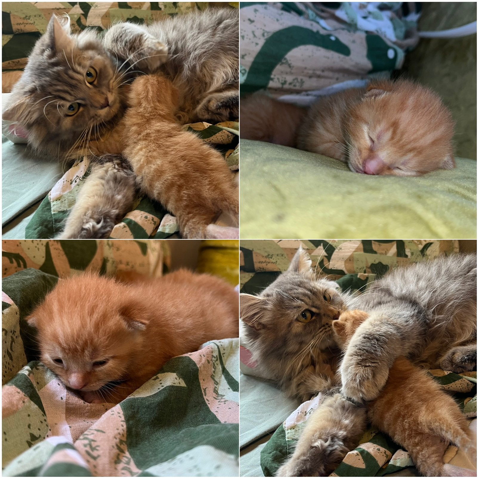 Twee rode kittens, Dieren en Toebehoren, Katten en Kittens | Overige Katten, Kater