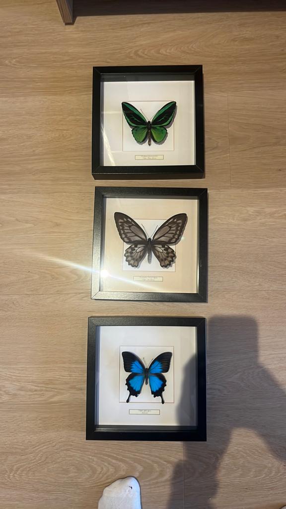 Lijstjes met echte vlinders, Ophalen, Insect, Opgezet dier