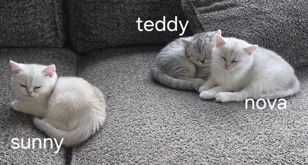 Raszuivere brits korthaar kittens met stamboom., Meerdere dieren, Met stamboom, 0 tot 2 jaar