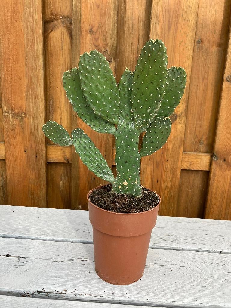 Friendly cactus, Ophalen, Minder dan 100 cm, In pot, Cactus
