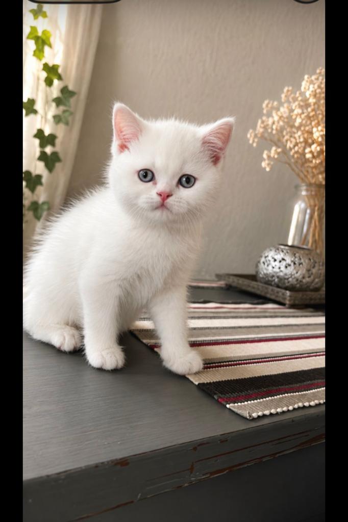 Britse korthaar katertje 🐈 moeder en vader Britse korthaar, Kater, Met stamboom, 0 tot 2 jaar