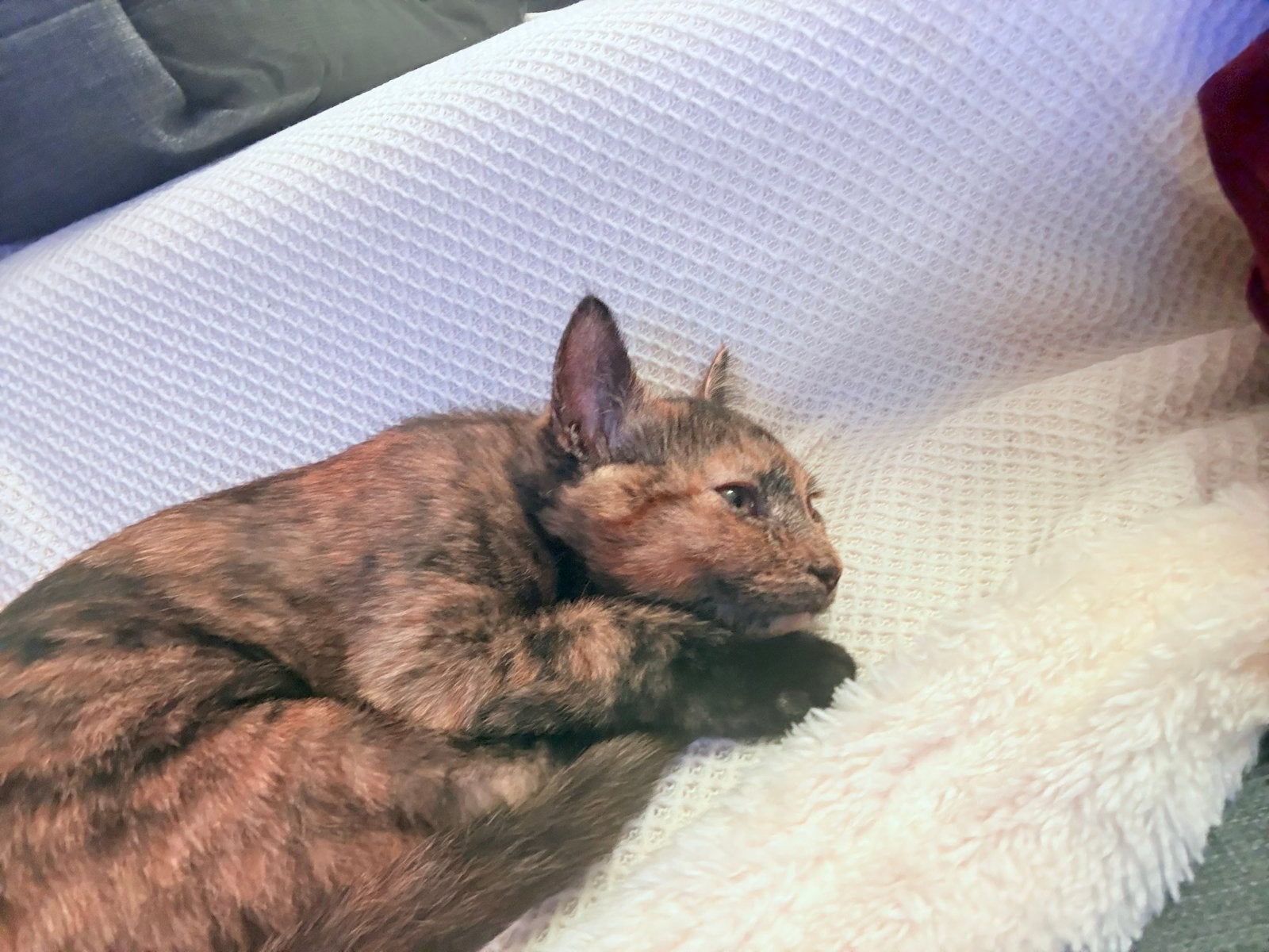 2 katten gratis moet zondag weg, Poes, Kortharig, 0 tot 2 jaar