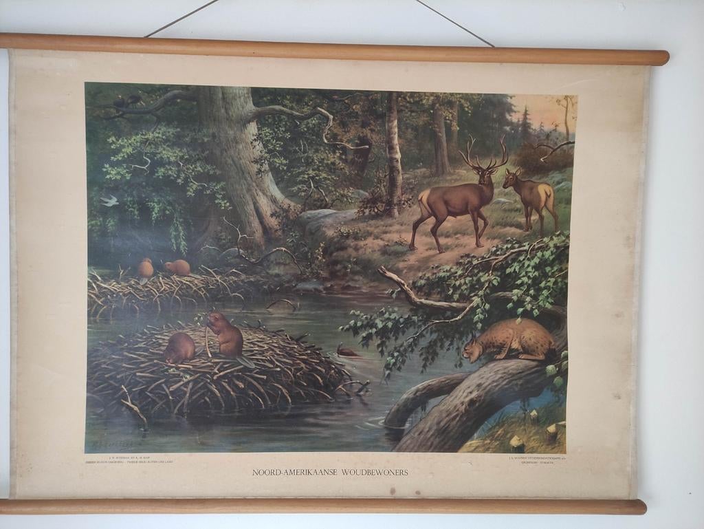 Koekoek originele antieke schoolplaat vintage woudbewoners, Antiek en Kunst, Antiek | Schoolplaten, Ophalen of Verzenden, Natuur en Biologie