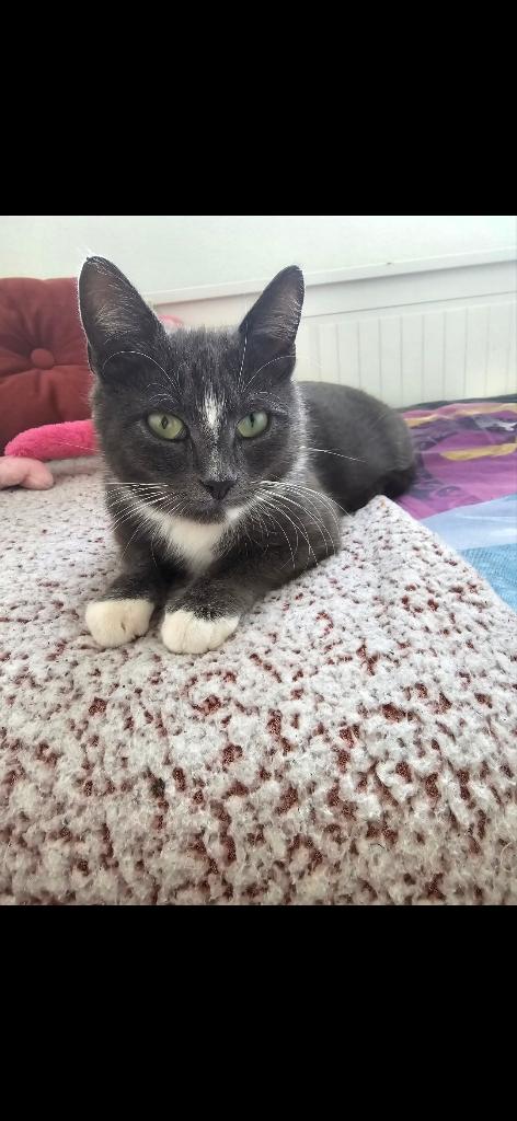 Poes 4jaar, Poes, Kortharig, 3 tot 5 jaar