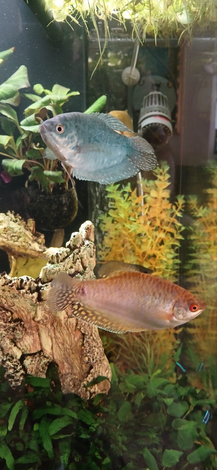 aquariumvissen ruilen, Dieren en Toebehoren, Vis