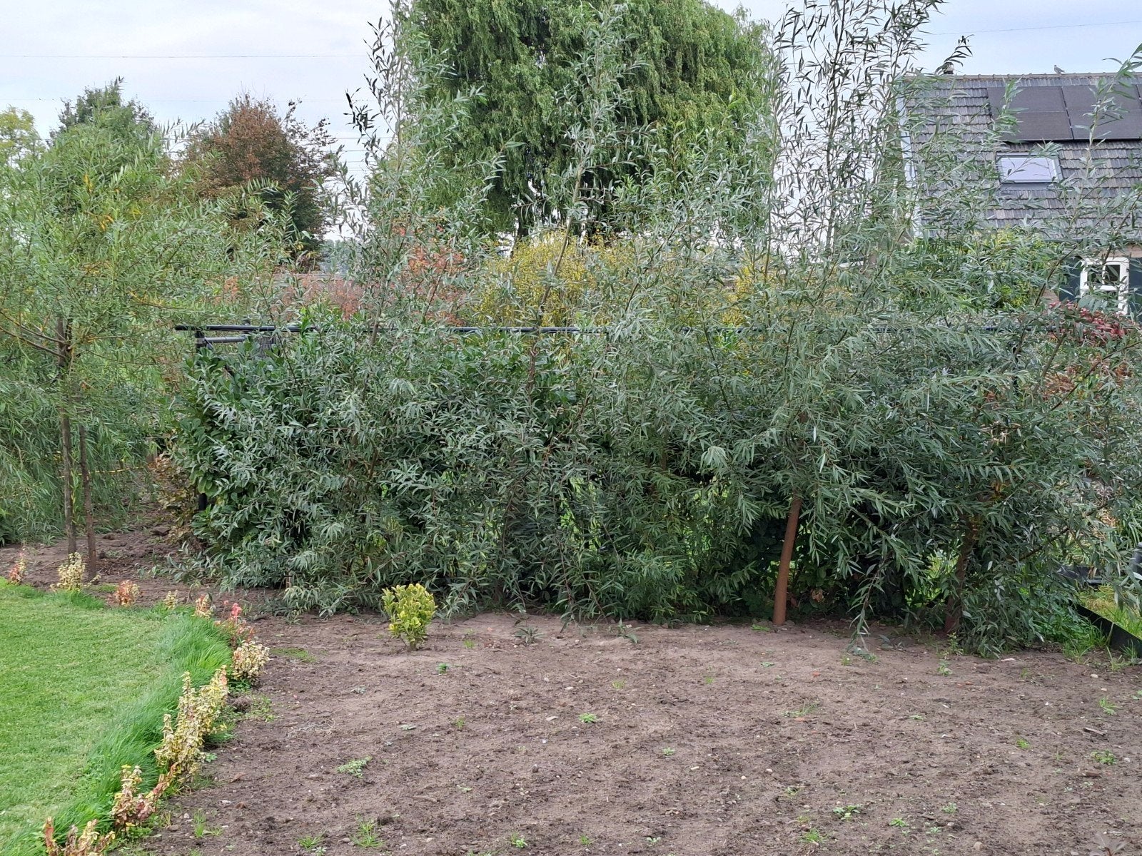 wilgen boom 5 stuks, Ophalen, Overige soorten