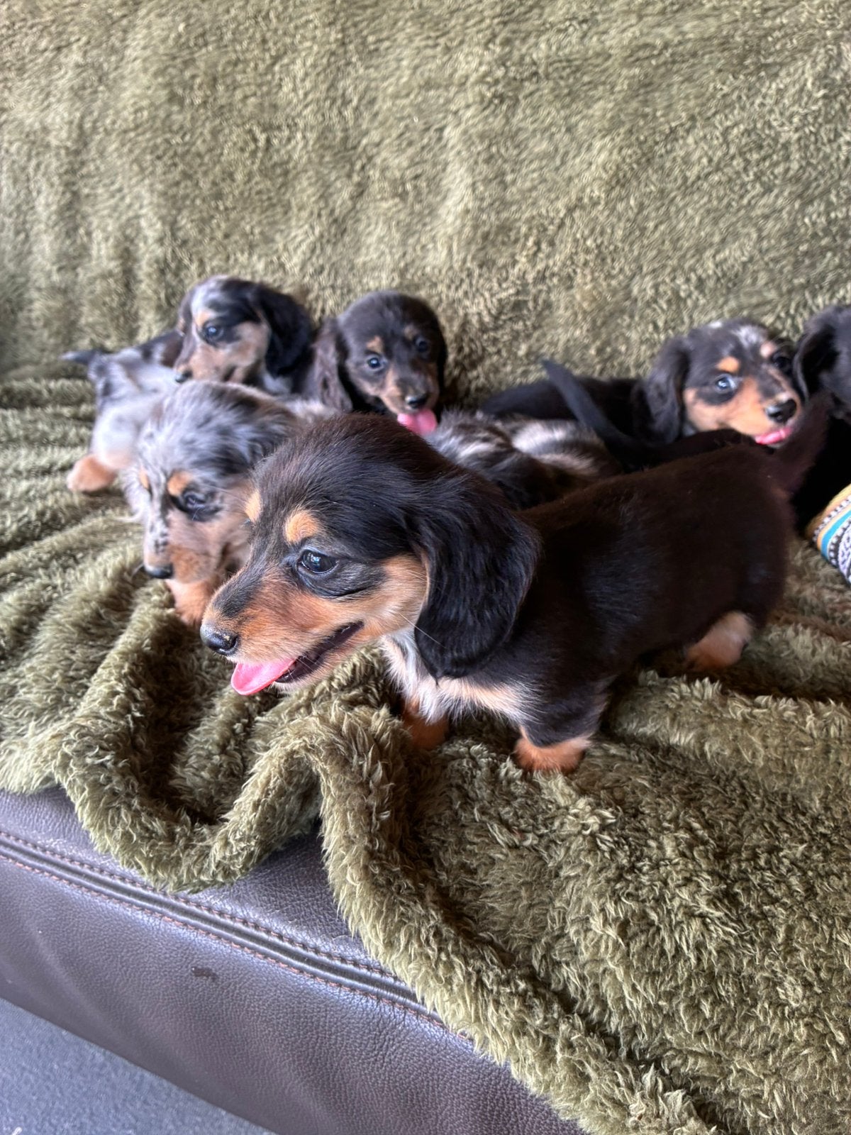 Langharige teckel pups (dwerg), Dieren en Toebehoren, Honden | Teckels en Dashonden, Parvo, 8 tot 15 weken, Dwerg, Langhaar