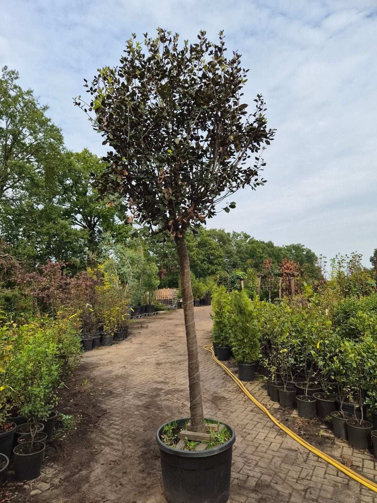 Steeneik (Quercus Ilex) Hoogstam - Wintergroene boom, Tuin en Terras, Lente, 250 tot 400 cm, Volle zon, In pot