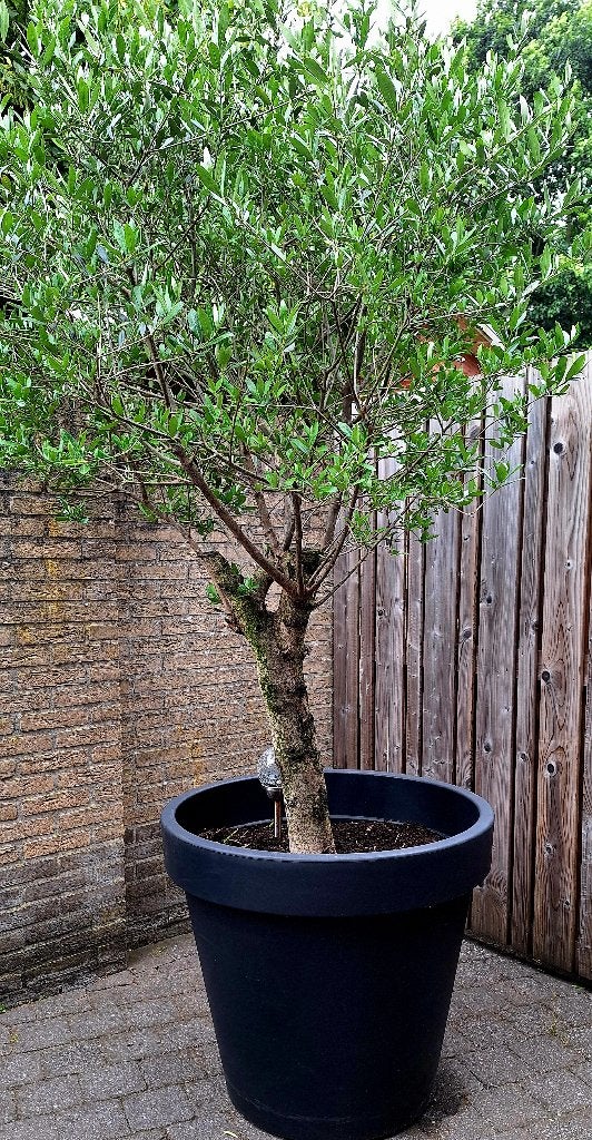 MOOIE GEZONDE EN GROTE OLIJFBOOM INCL.POT, Tuin en Terras, Ophalen of Verzenden, Lente, 100 tot 250 cm, Olijfboom