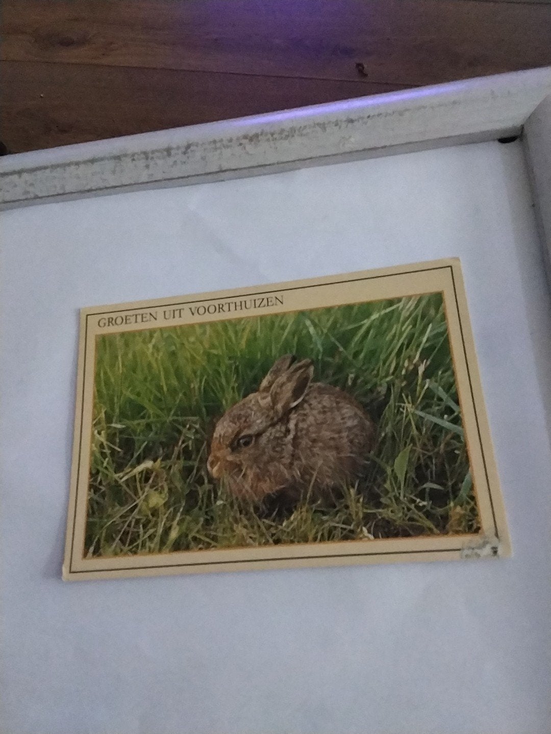 Oude ansichtkaart met konijn - Groeten uit Voorthuizen, Ophalen of Verzenden