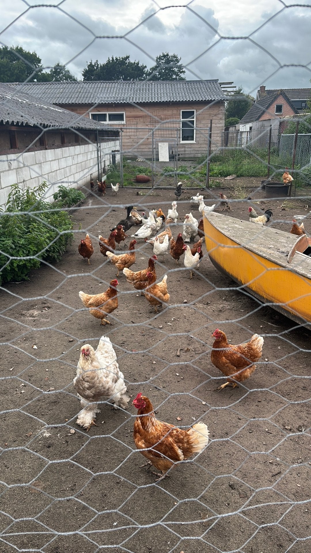 Kippen, Dieren en Toebehoren, Vrouwelijk, Kip