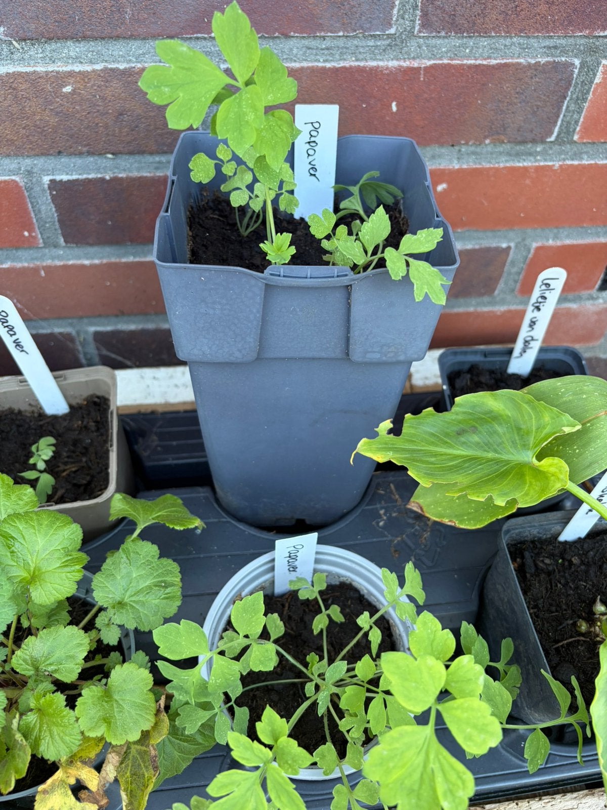 3x papaver - beschikbaar in plantenbieb, Tuin en Terras, Ophalen, Volle zon