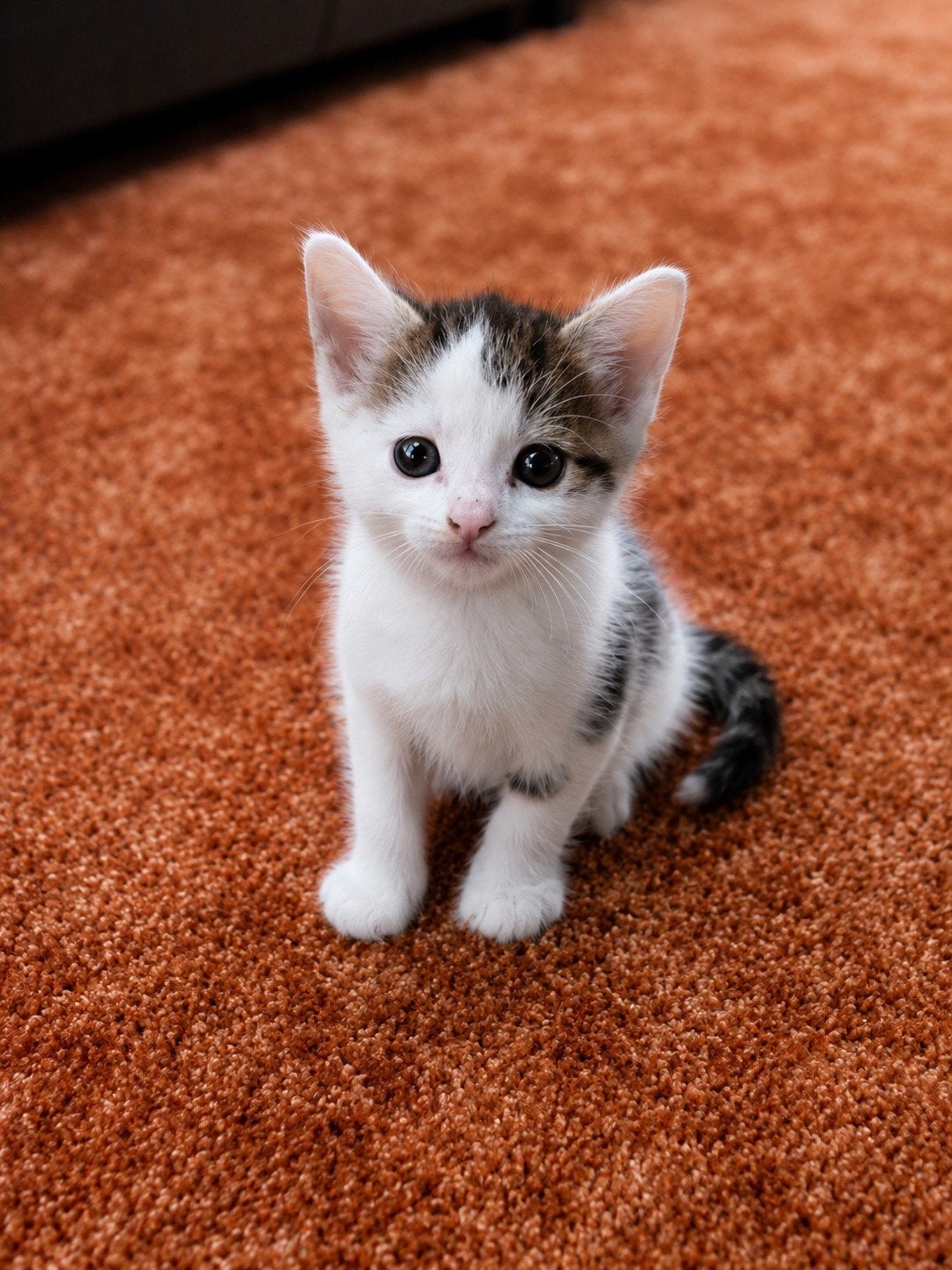Super mooie kittens., Meerdere dieren