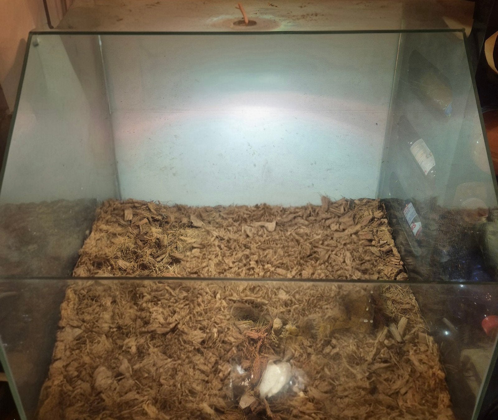 terrarium landschildpad of knaagdieren, Ophalen, Zo goed als nieuw, Terrarium of Paludarium