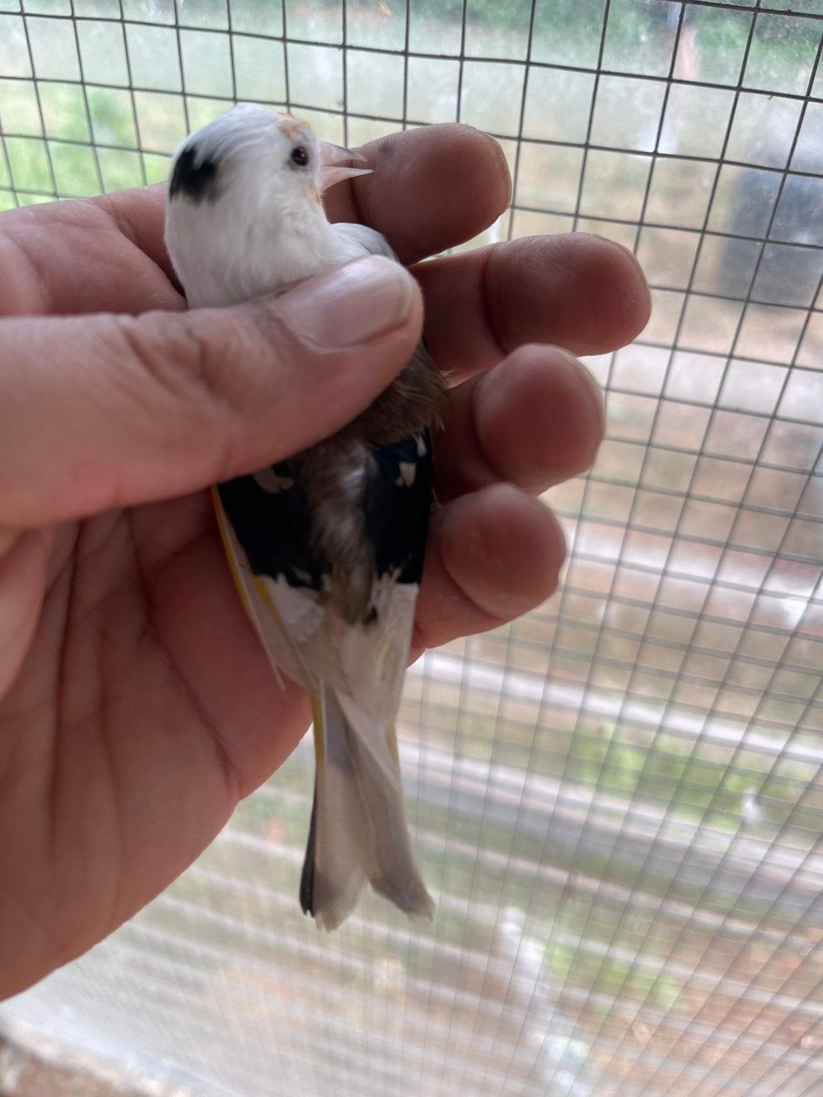 Parva putter koppel 2025, Dieren en Toebehoren, Meerdere dieren, Wildzangvogel, Geringd