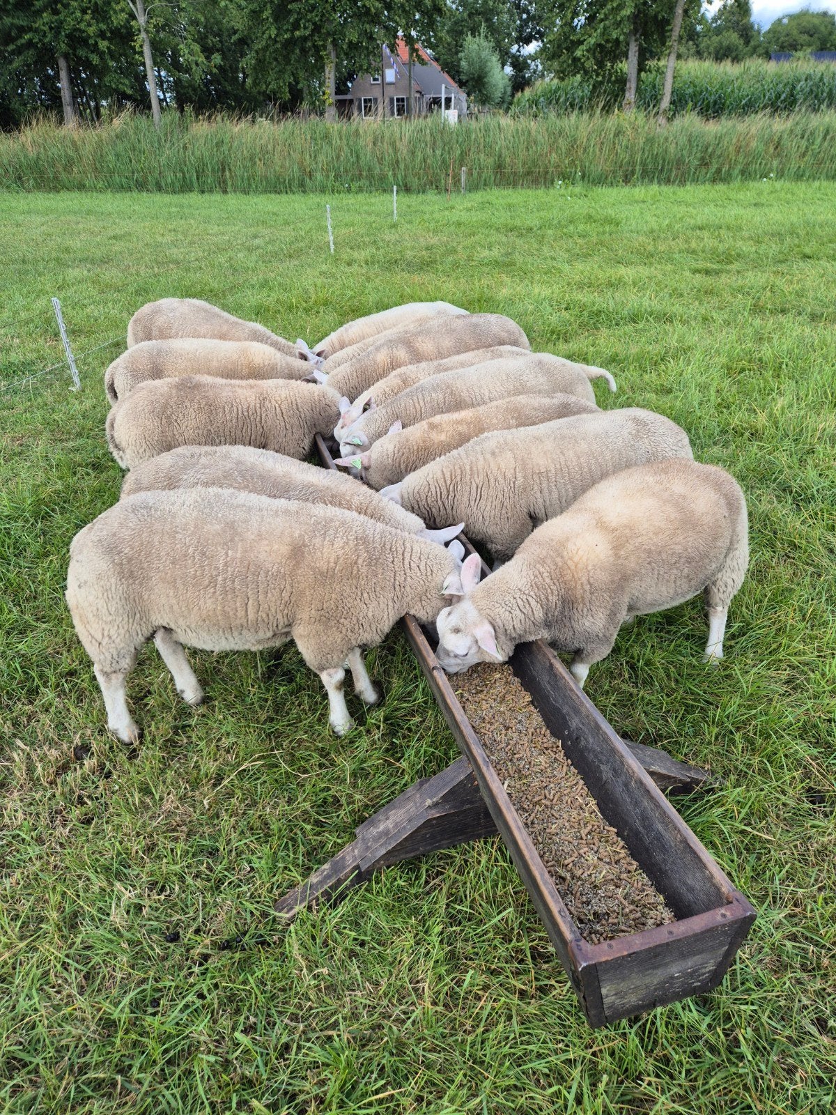 Dekrammen engelse texelaar, Dieren en Toebehoren, Mannelijk, Schaap, 0 tot 2 jaar