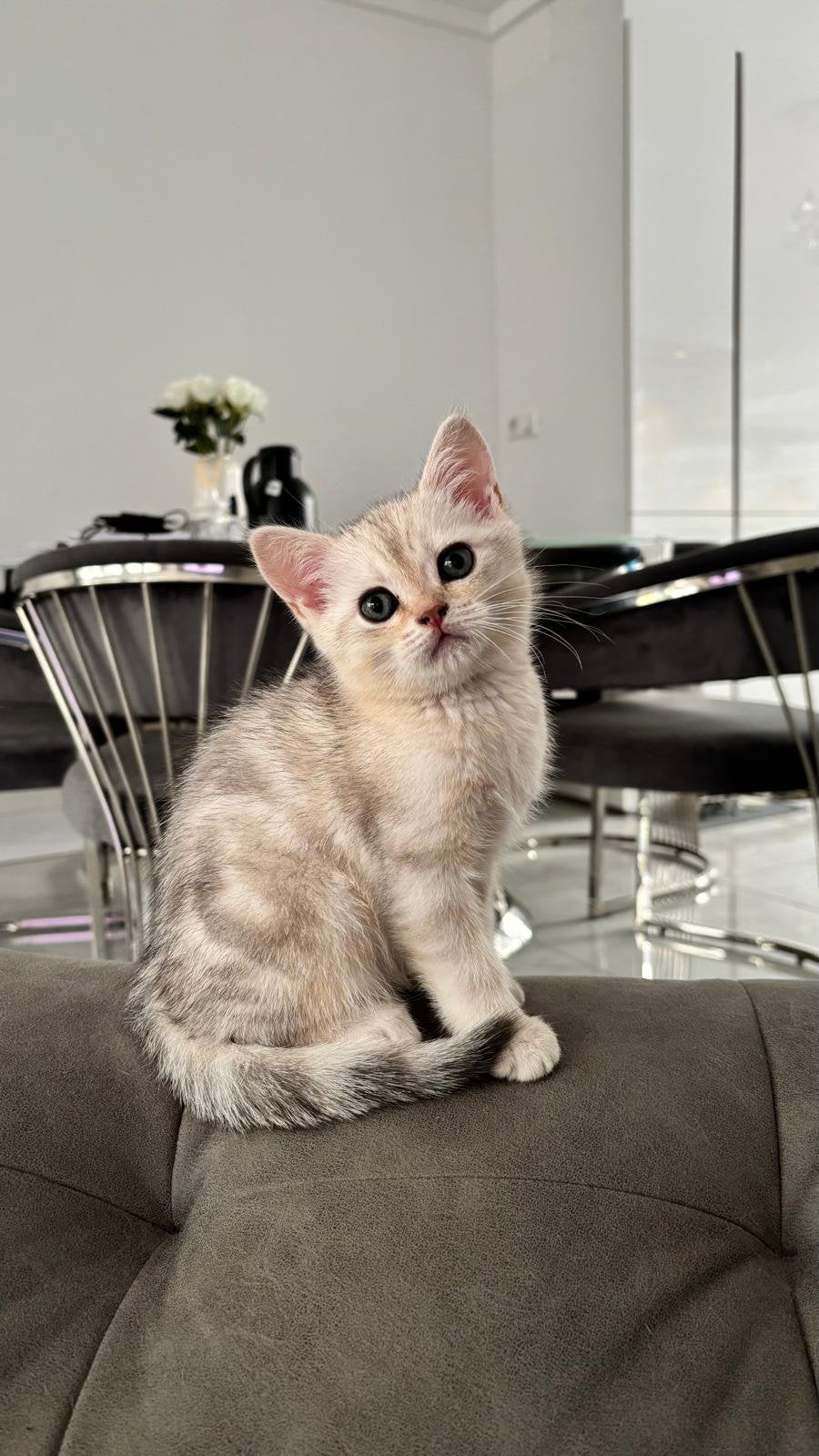 Britse korthaar kitten, Kater
