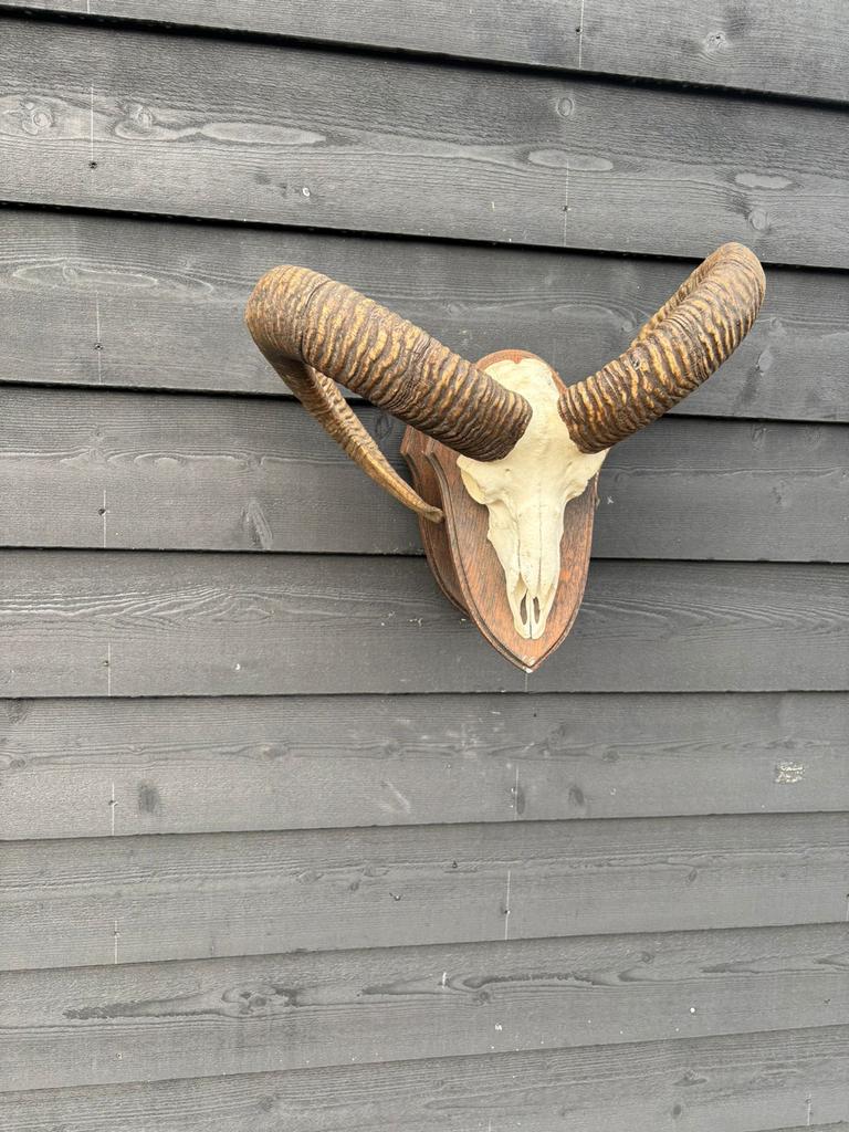 Zware kwaliteit Moeflon schedel met indrukwekkende hoorns, Ophalen, Gebruikt, Wild dier, Schedel