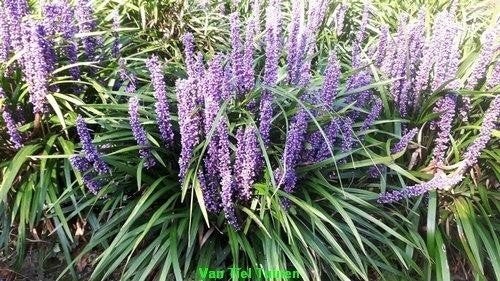 Liriope muscari Big Blue Leliegras siergras/vasteplant, Tuin en Terras, Planten | Tuinplanten, Ophalen, Overige soorten, Halfschaduw