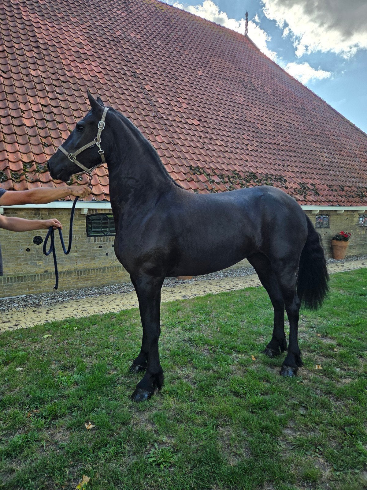 Friese Ster merrie 3jr (Wibout x Tsjalle x Norbert), Dieren en Toebehoren, Merrie, 160 tot 165 cm, Met stamboom, 3 tot 6 jaar