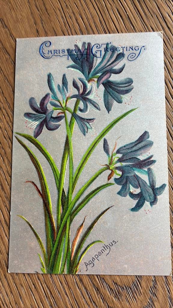 Agapanthus. Kerstgroet, Ophalen of Verzenden, Voor 1920, Gelopen