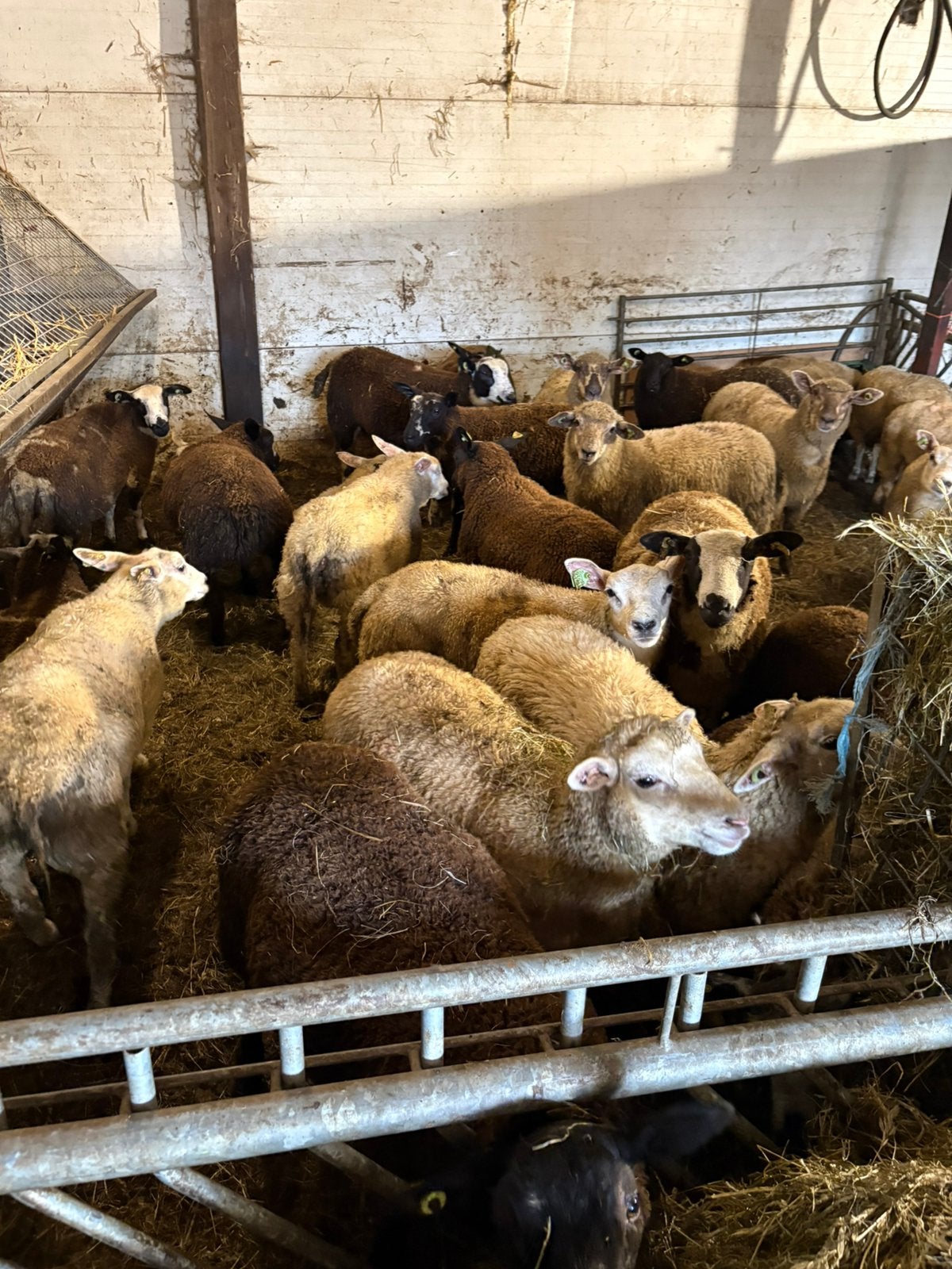30 lammeren, Meerdere dieren, Schaap