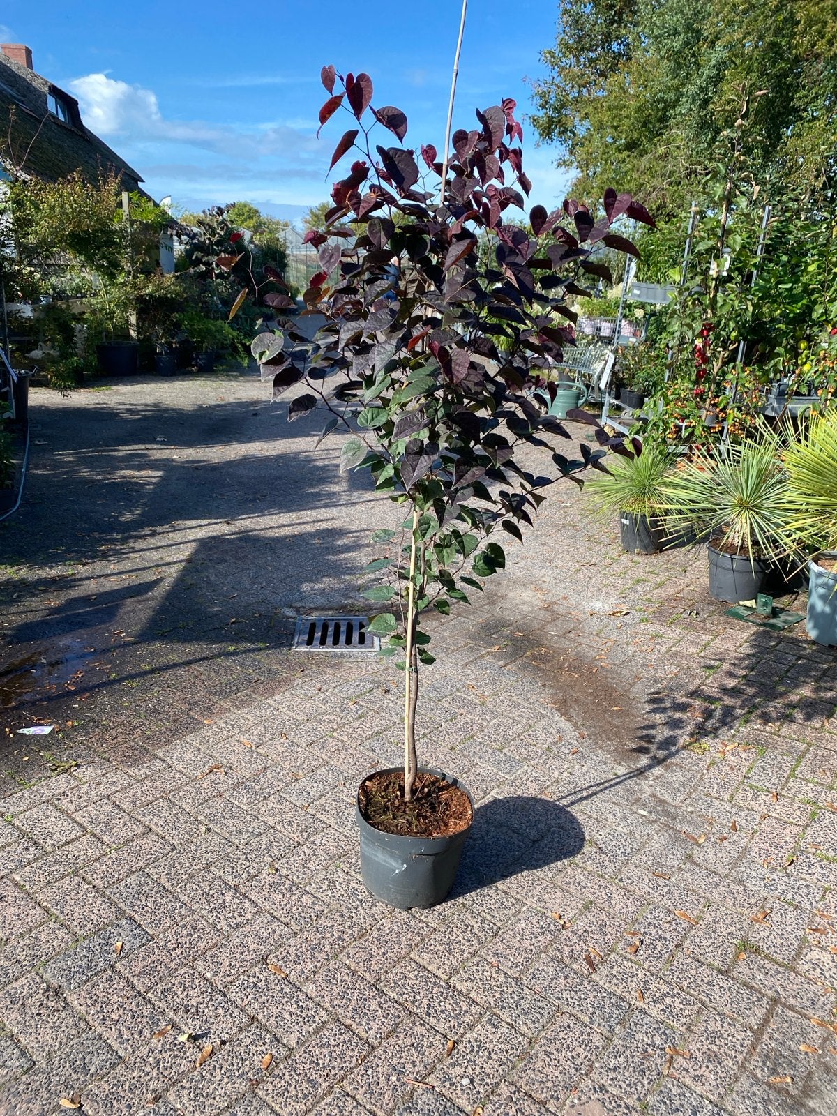 Cercis Garden Gems Amethyst - Judasboom, Tuin en Terras, Overige soorten, Lente, 100 tot 250 cm, Ophalen