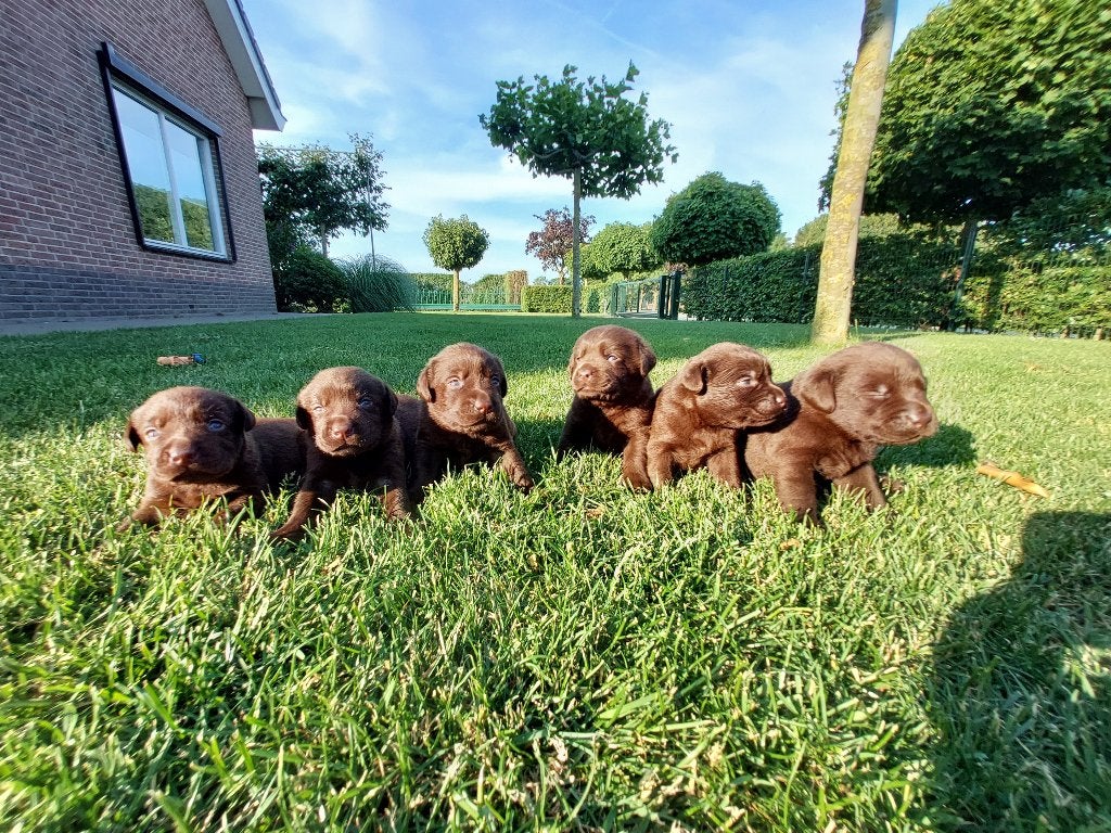 Nestje bruine labrador pups, Overige rassen, 8 tot 15 weken, Parvo, Meerdere