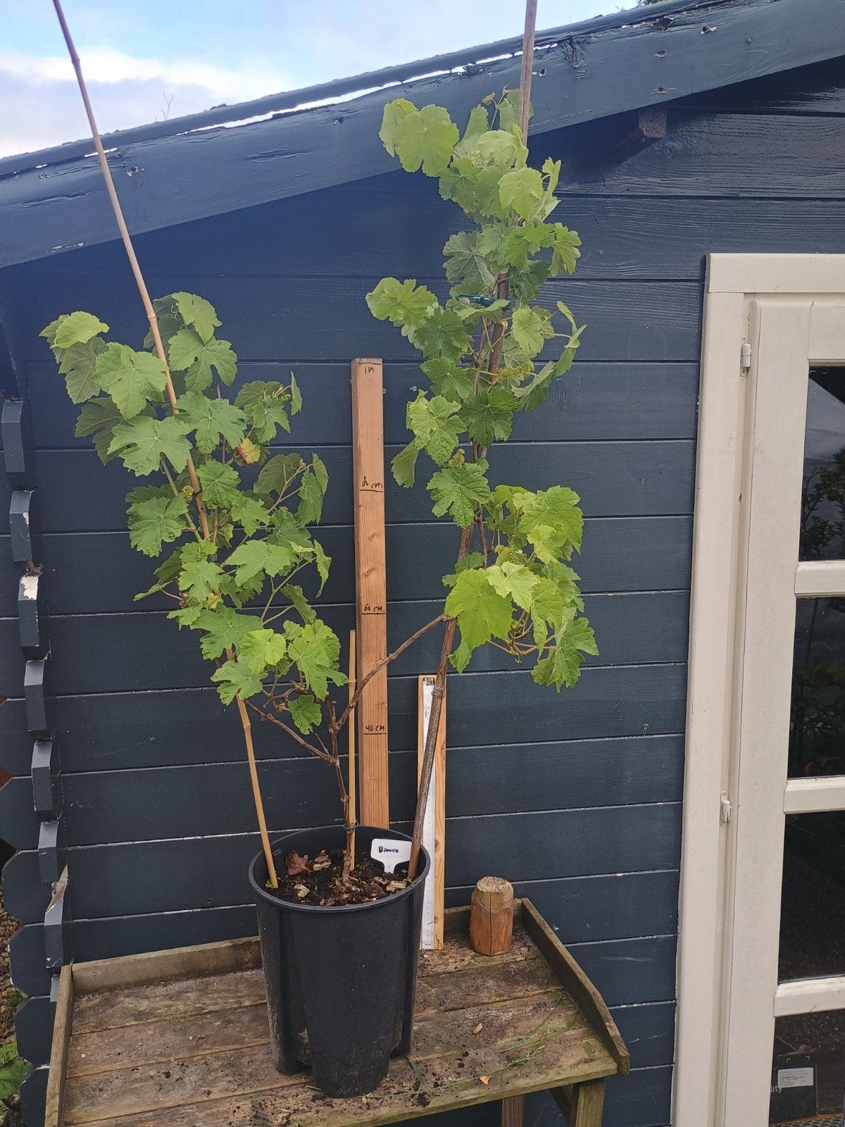 Witte druif "Bianca" druivenstruik met druiven, Ophalen, Volle zon, Vaste plant, Fruitplanten