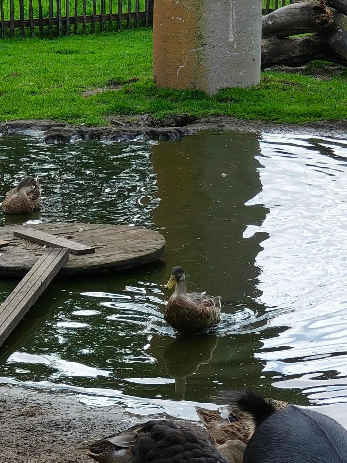 Indische loopeenden mannetjes, Meerdere dieren, Eend