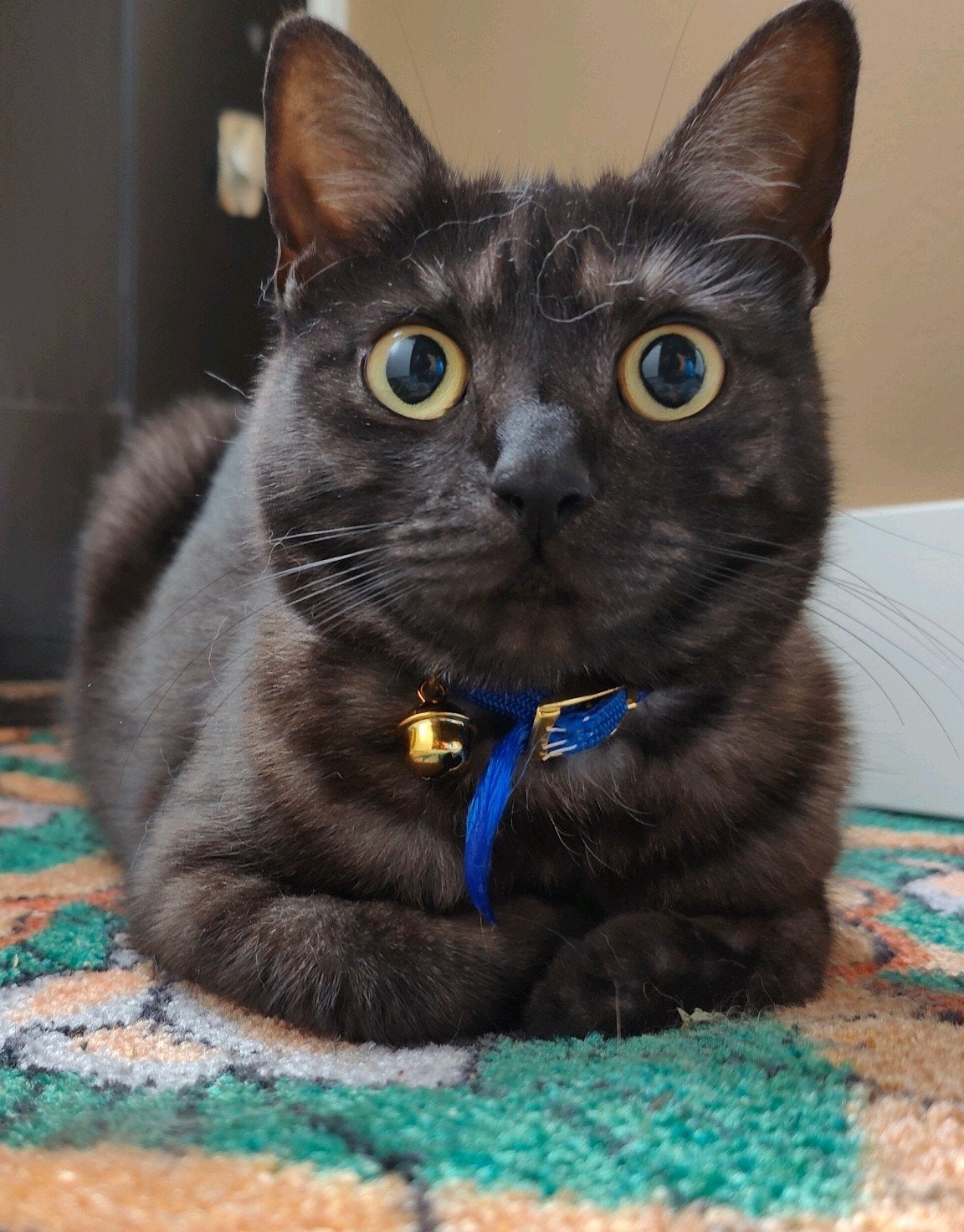 lieve poes zoekt een gouden mand, Dieren en Toebehoren, Poes, Ontwormd, 6 jaar of ouder