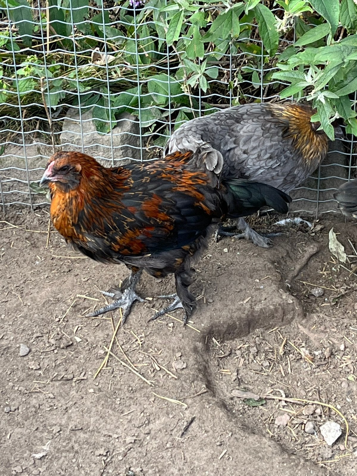 Olijflegger hanen groot, Dieren en Toebehoren, Pluimvee, Mannelijk, Kip