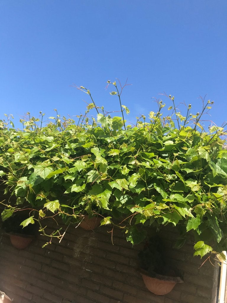 20 druiven bladeren gratis, Ophalen, Minder dan 100 cm, Overige soorten, Zomer