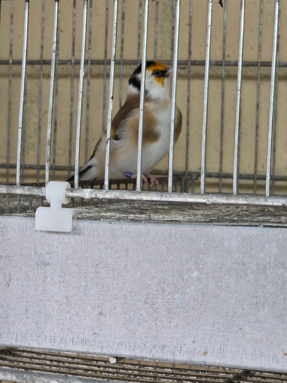 heel mooi majoor putter van 2023 man komt uit bontwitkeelman, Mannelijk, Wildzangvogel