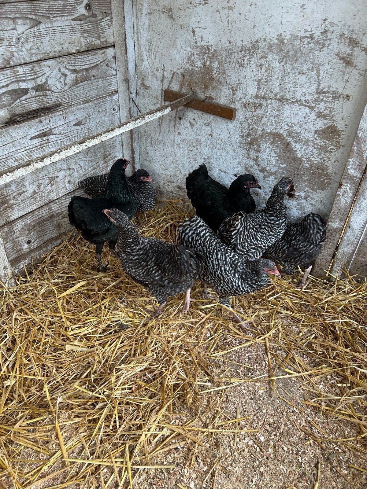 7 Prachtige Krielkipjes, Dieren en Toebehoren