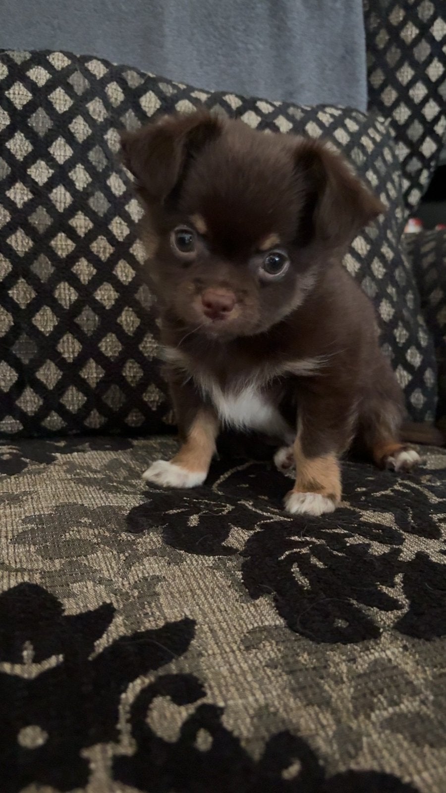Nog 1 Chihuahua x pup reutje, Dieren en Toebehoren, Reu, Meerdere, Chihuahua, Nederland