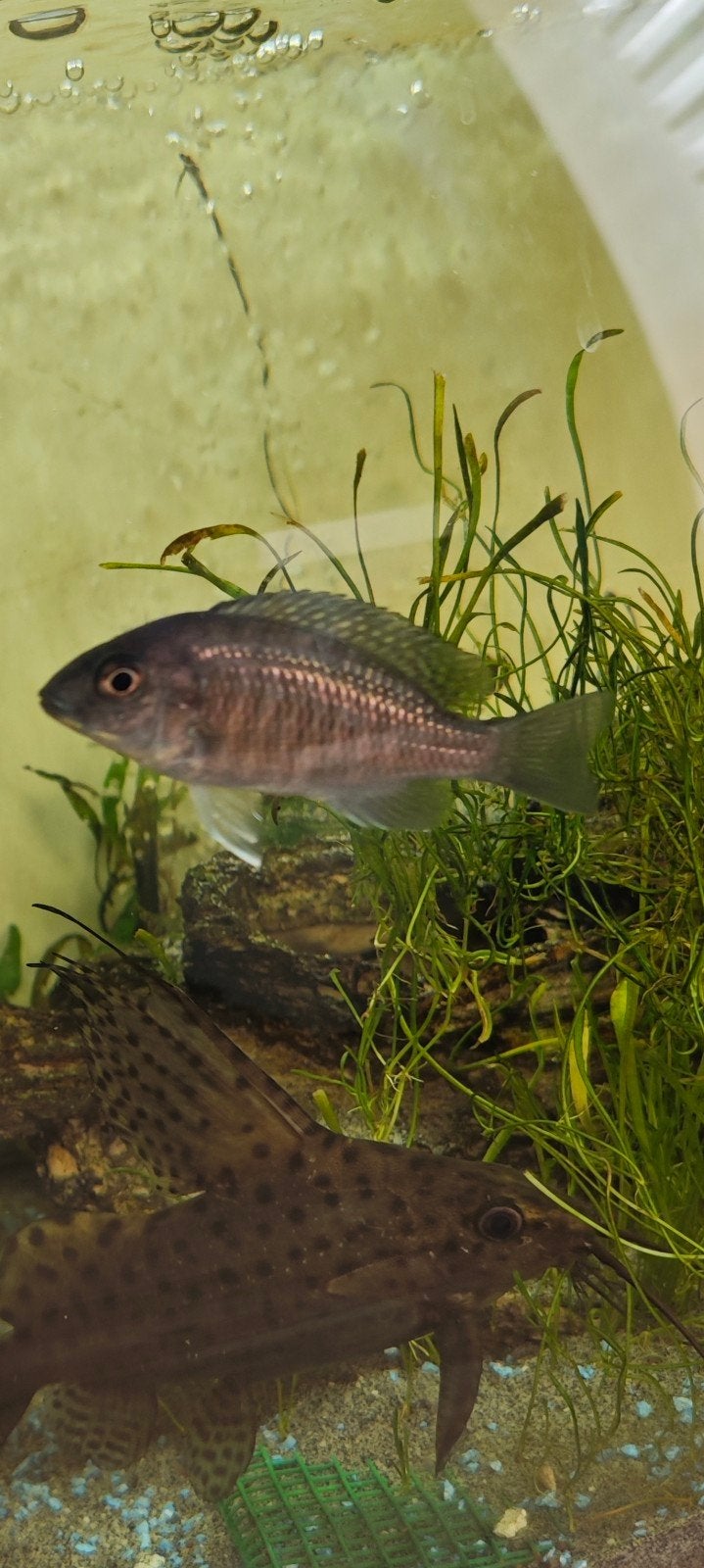 Aulonocara Stuartgranti (Cichlidae), Vis