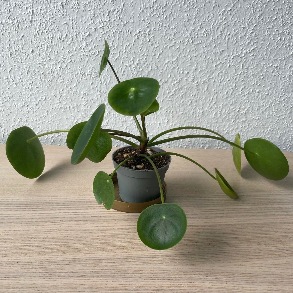 Pilea ‘Mojito’ stekje, Ophalen, Overige soorten, Halfschaduw, In pot