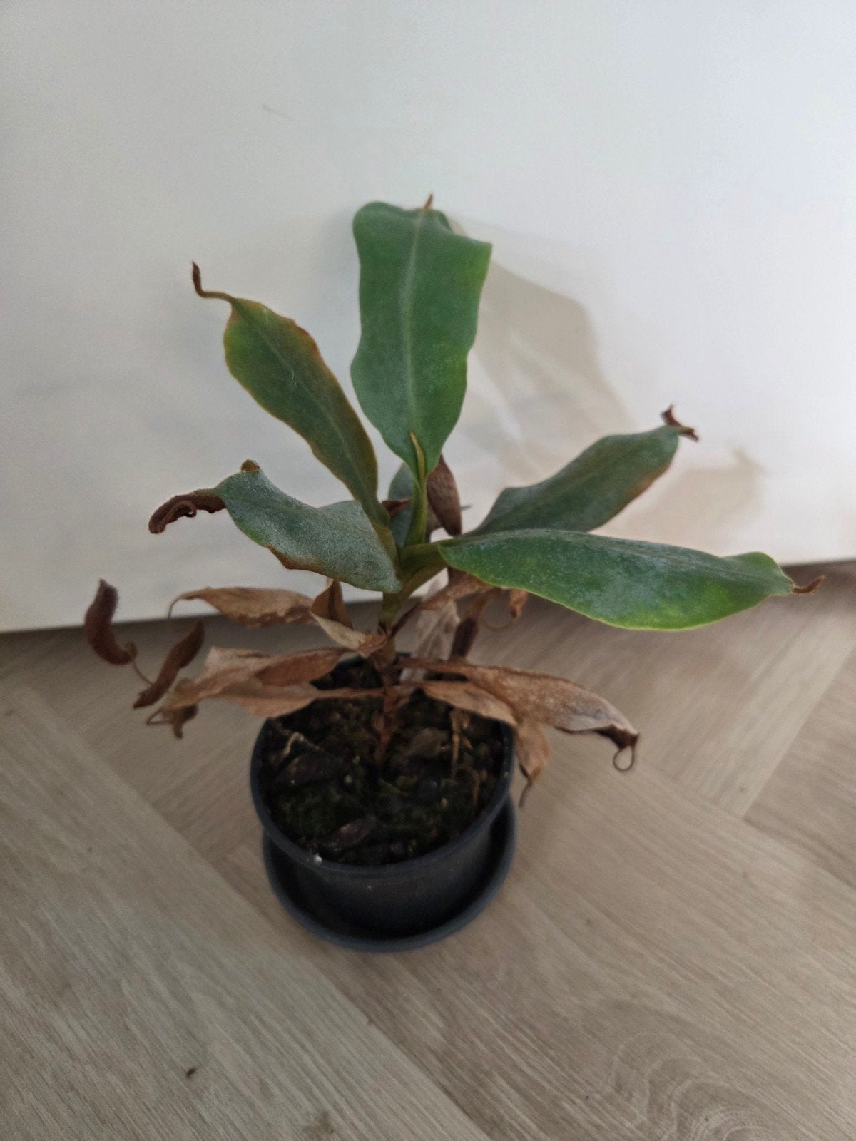 Nepenthes platychila x vogelii, Ophalen, Halfschaduw, Minder dan 100 cm