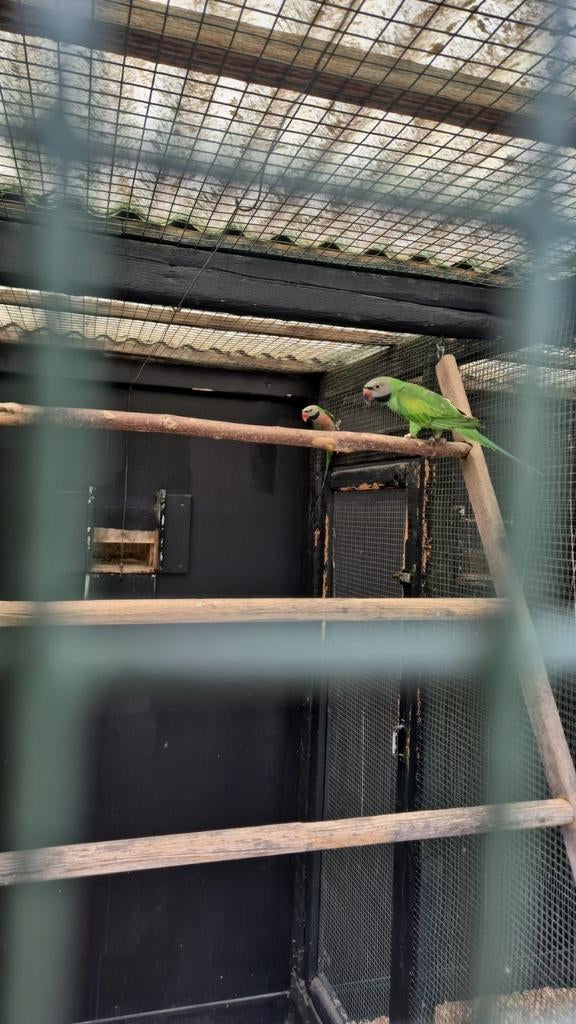 Roze bos baard parkieten, Meerdere dieren, Parkiet