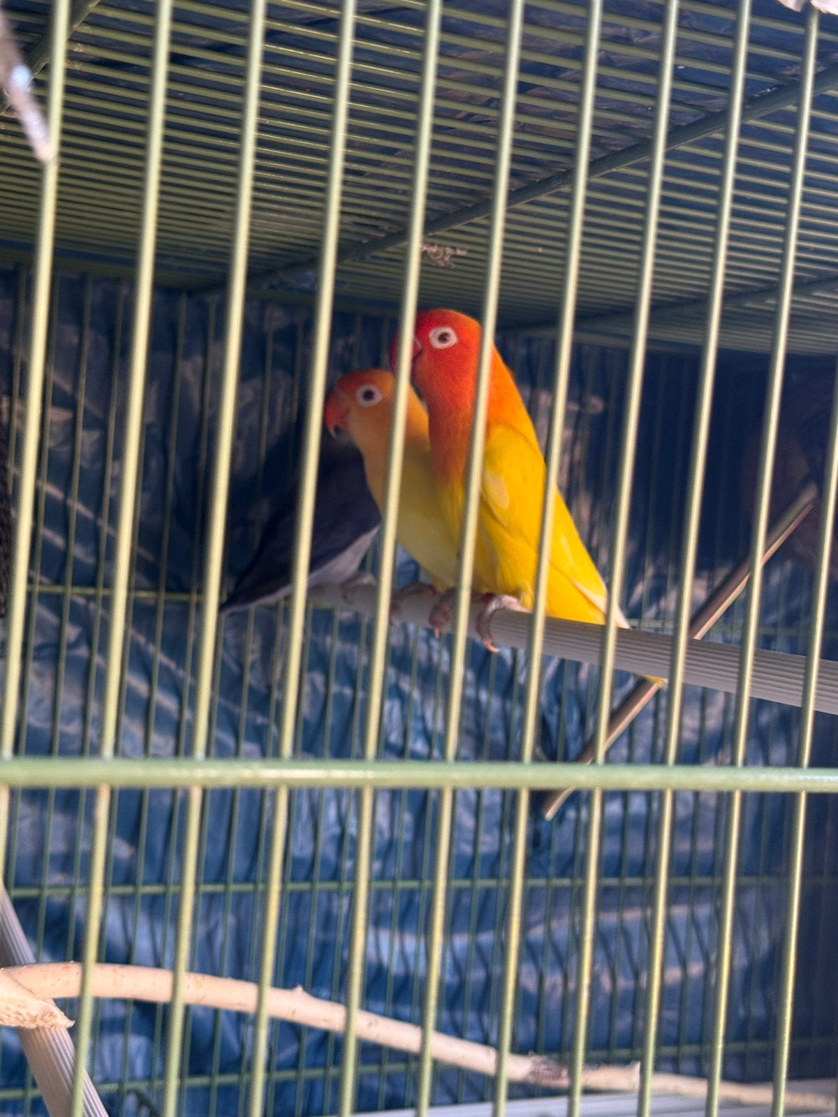 Alles in een koop Agapornis fisheri koppels, Meerdere dieren, Dwergpapegaai of Agapornis