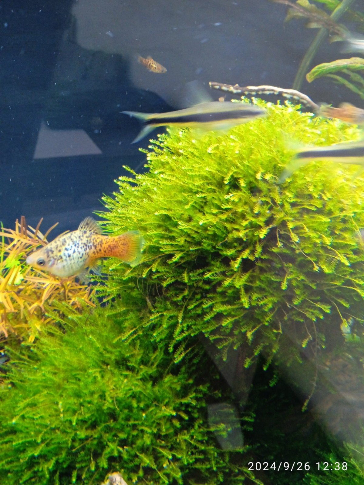 aquariummos gegarandeerd slakvrij, Dieren en Toebehoren, Ophalen of Verzenden, Plant(en), Steen of Hout