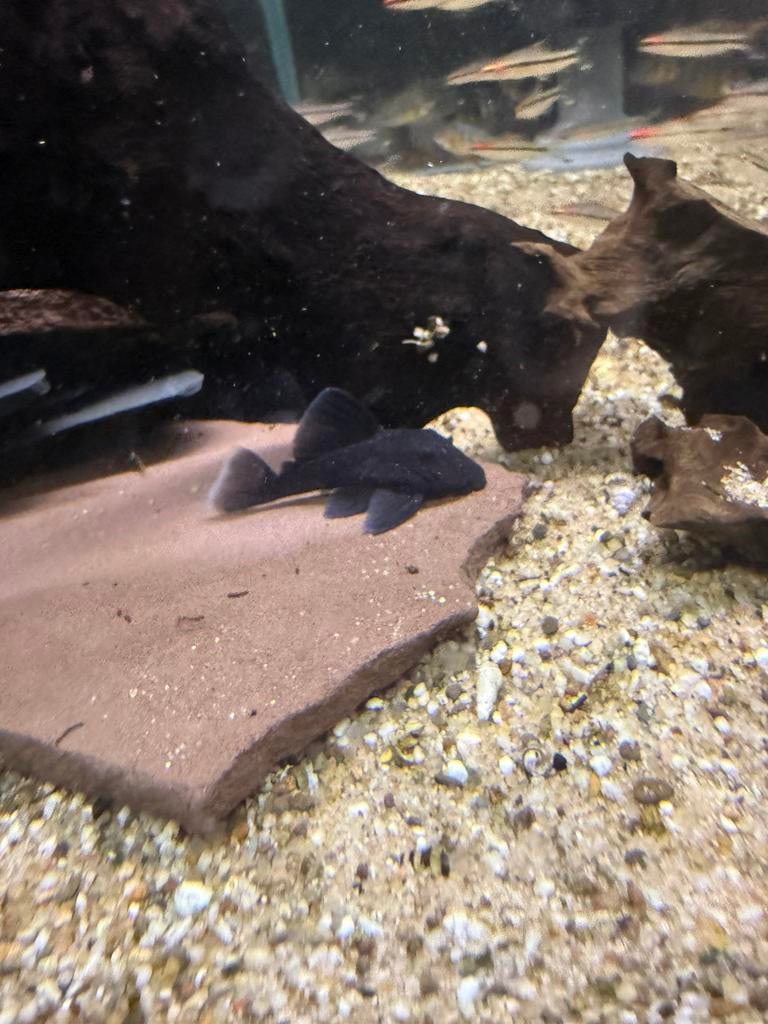 L239 baryancistrus beggini, Dieren en Toebehoren, Vis, Zoetwatervis