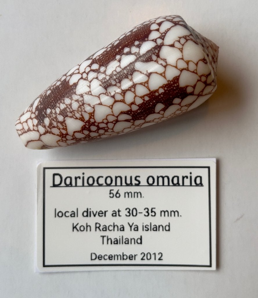 conidae schelpen (deel 2), Ophalen of Verzenden, Schelp(en)