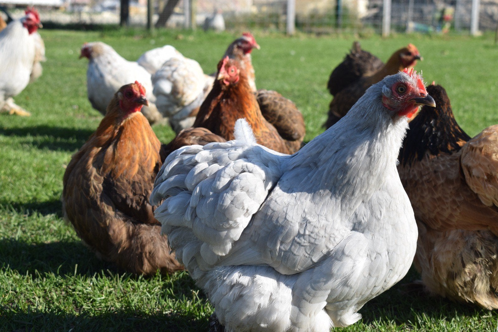 Cochin kriel broedeieren, Dieren en Toebehoren, Pluimvee, Geslacht onbekend, Kip